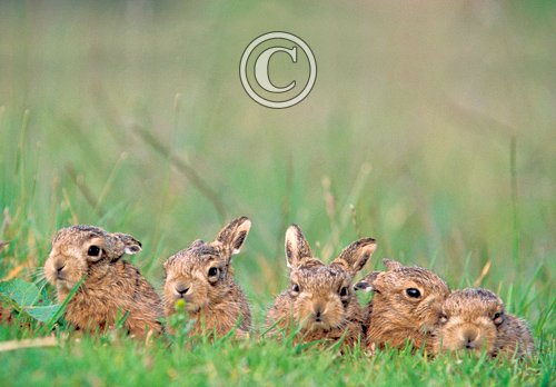 Brown Hare Leverets DM1180